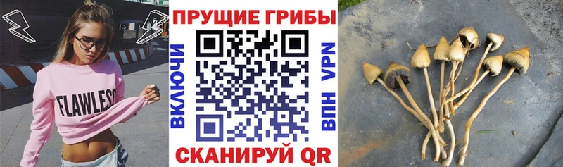 hydra ссылки  Азнакаево  Псилоцибиновые грибы Psilocybine cubensis 